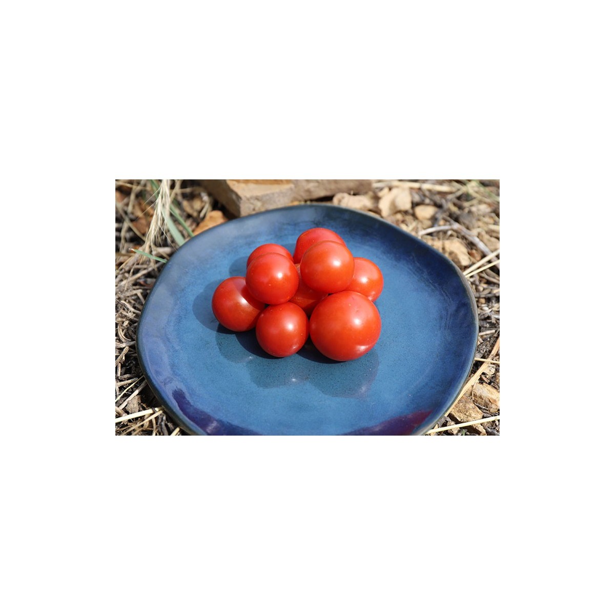 Tomate Cerise Miel Du Mexique