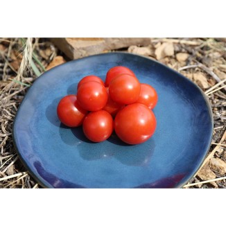 Tomate Cerise Miel Du Mexique