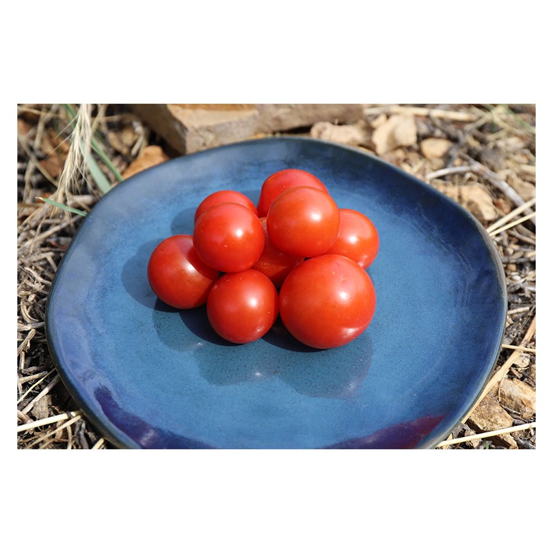 Tomate Cerise Miel Du Mexique