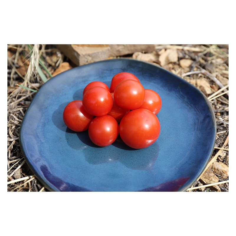 Tomate Cerise Miel Du Mexique