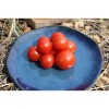 Tomate Cerise Miel Du Mexique