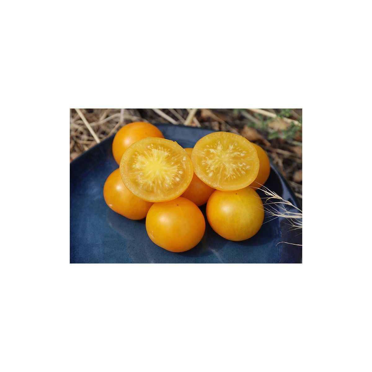 Tomate Wendy