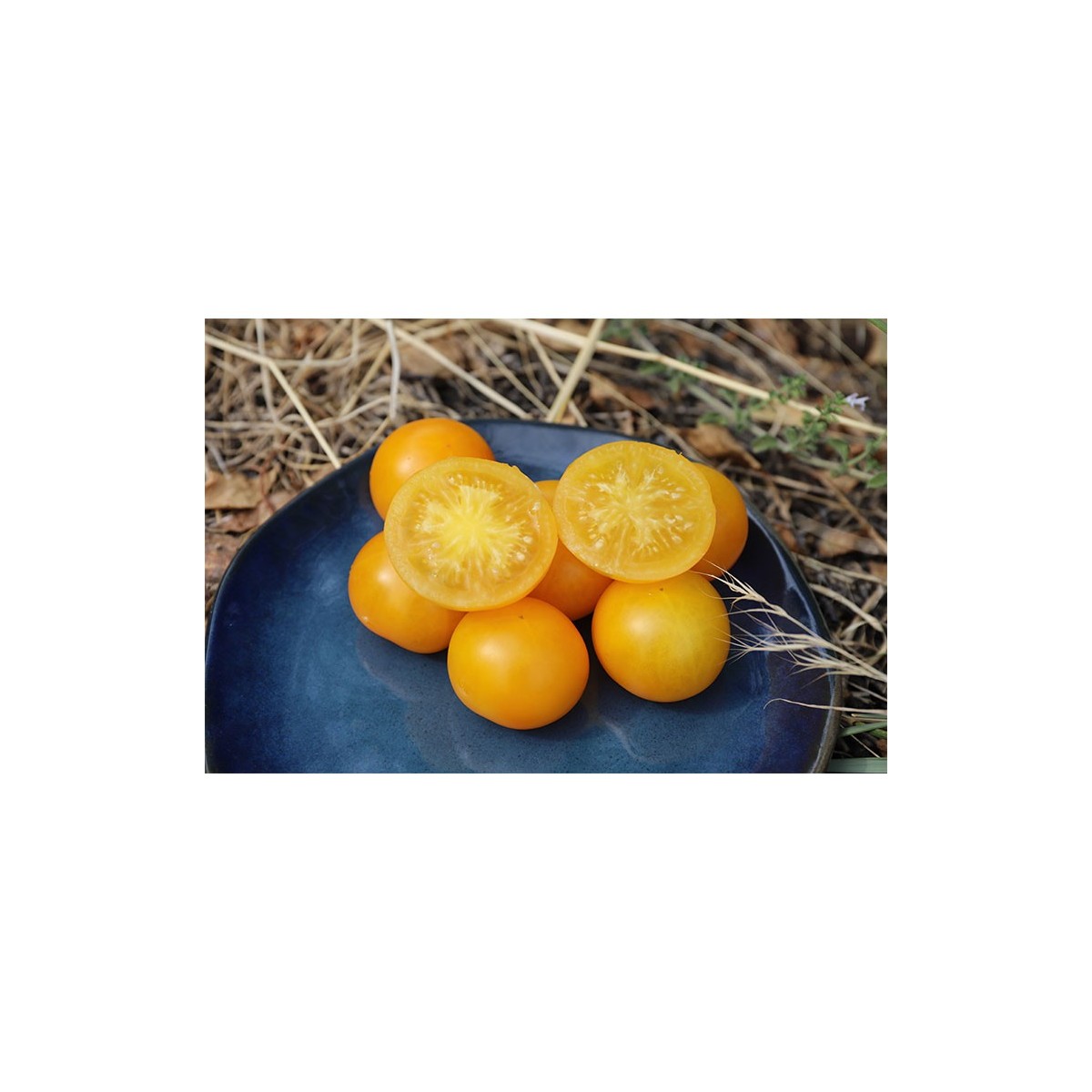 Semences bio de tomate Wendy précoce