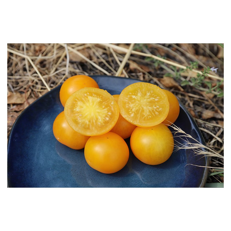 Semences bio de tomate Wendy précoce