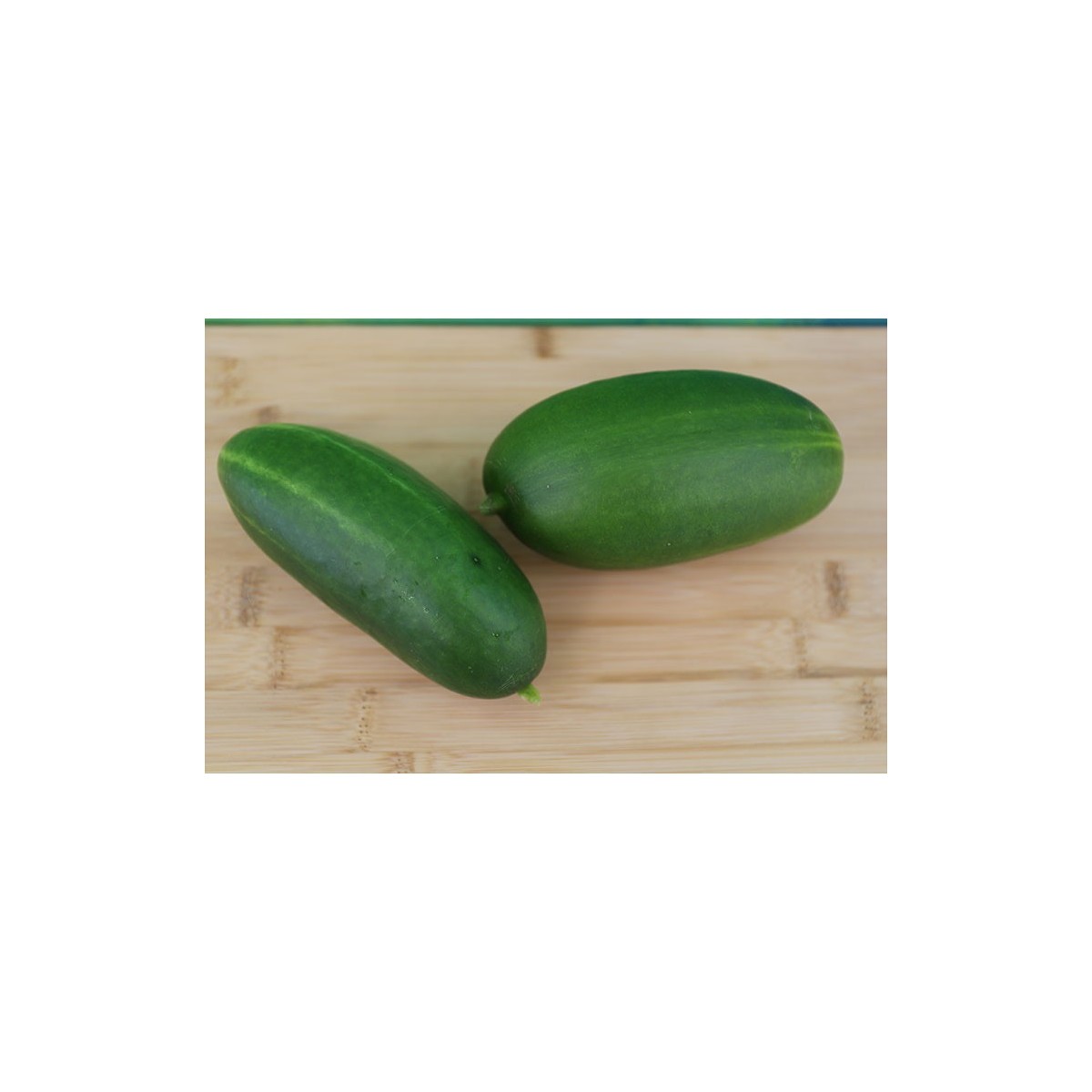 Concombre Persika semences bio