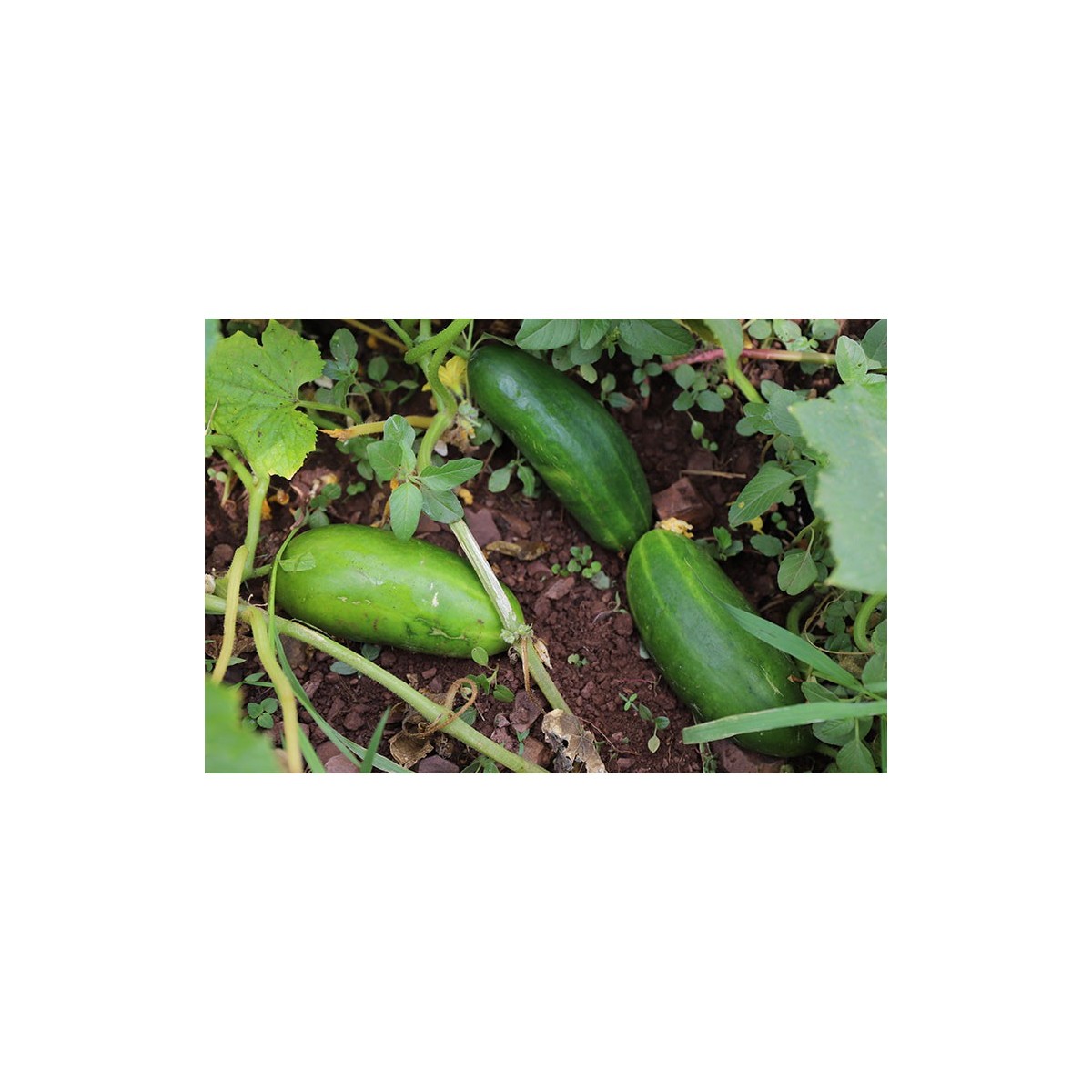Concombre Persika semences bio