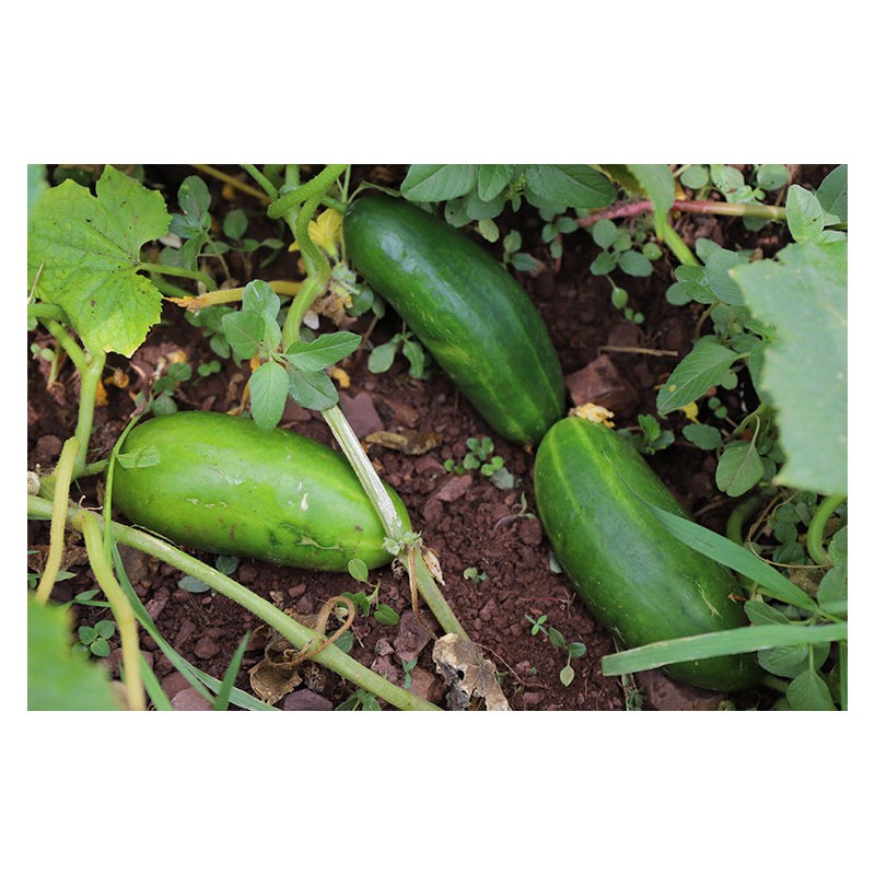 Concombre Persika semences bio