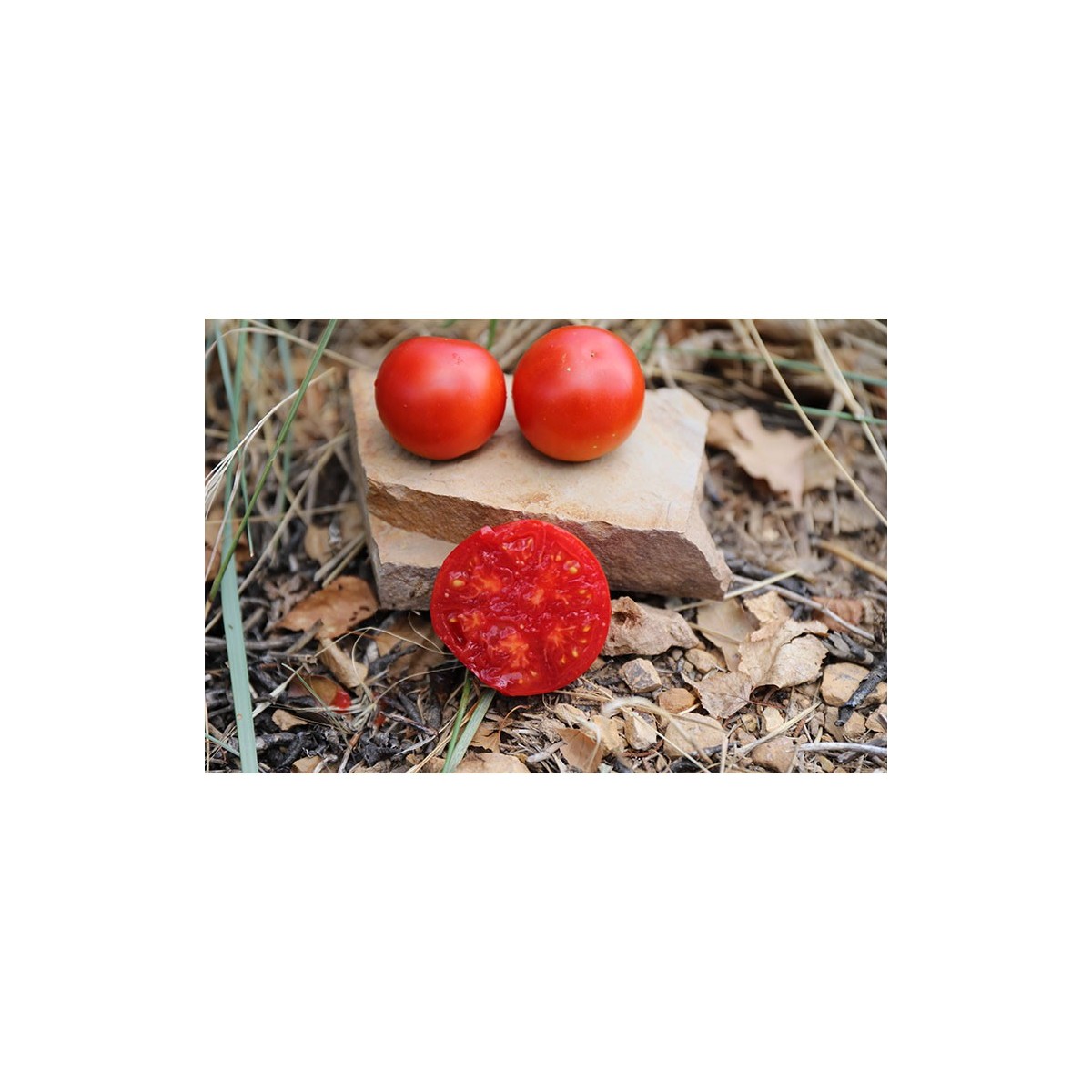 Tomate Joyau de l'Idaho variété précoce  semences bio