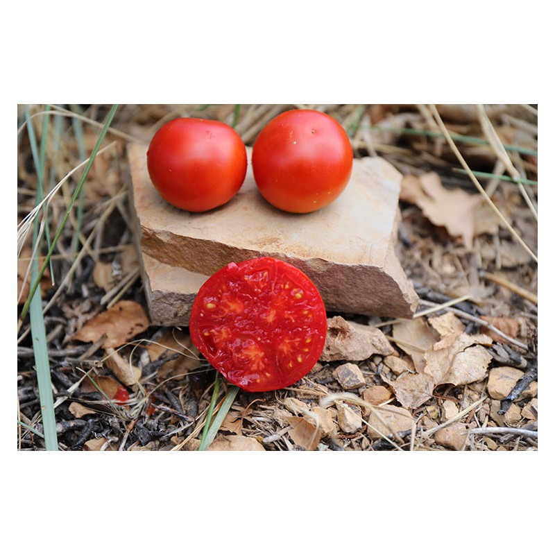Tomate Joyau de l'Idaho variété précoce  semences bio