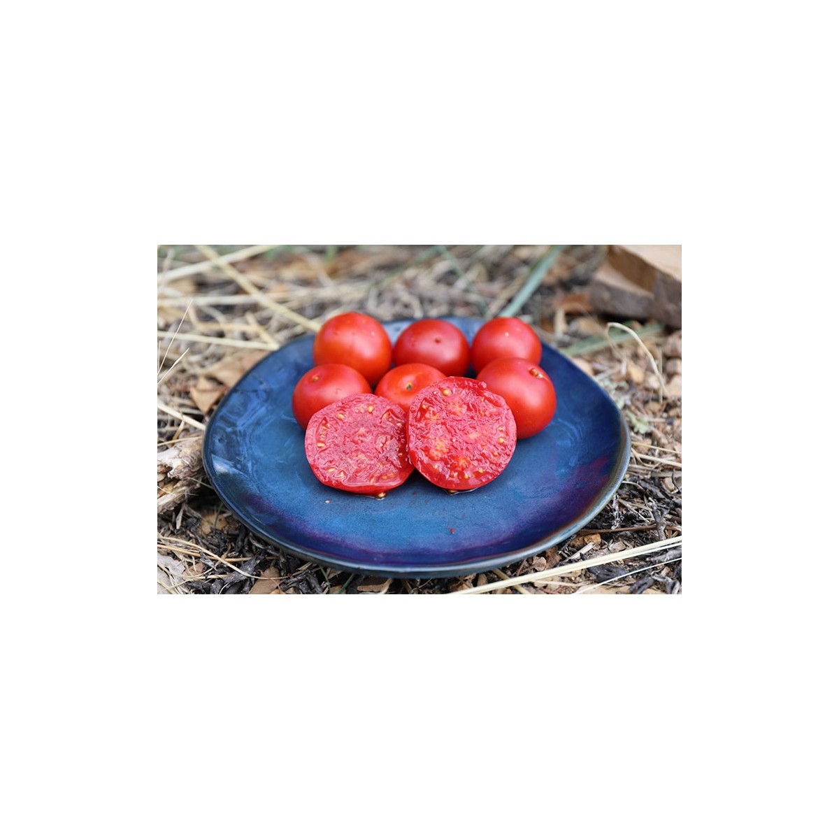 Tomate Joyau de l'Idaho variété précoce  semences bio