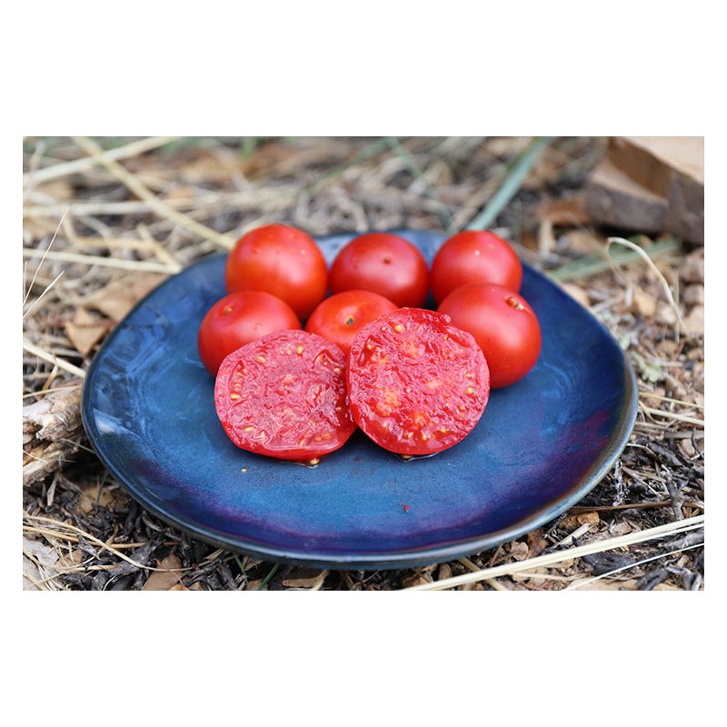 Tomate Joyau de l'Idaho variété précoce  semences bio