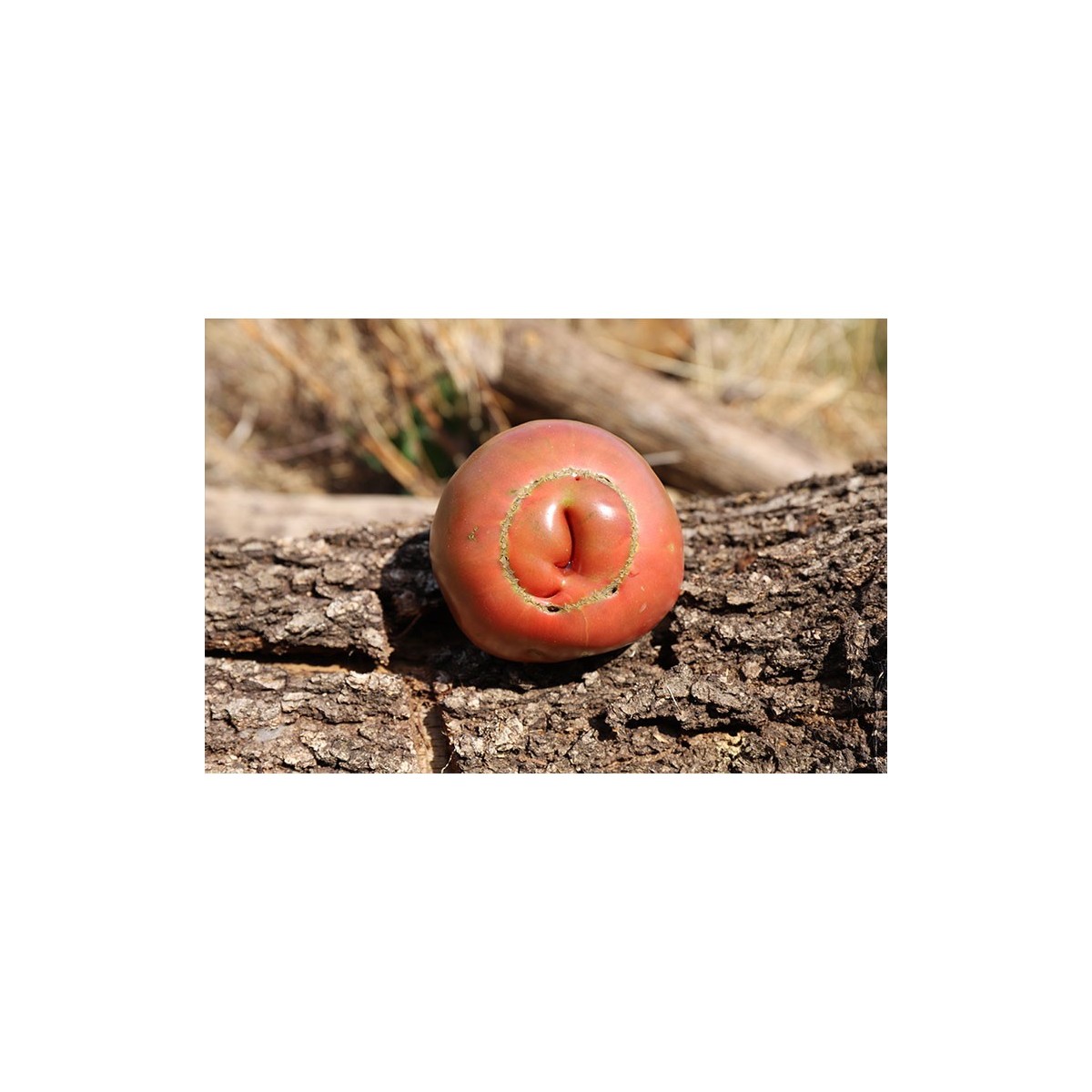 Tomate ancienne Noire de Crimée semences bio