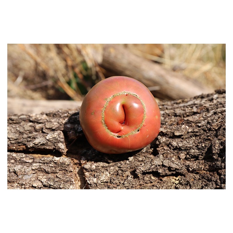 Tomate ancienne Noire de Crimée semences bio