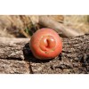 Tomate ancienne Noire de Crimée semences bio