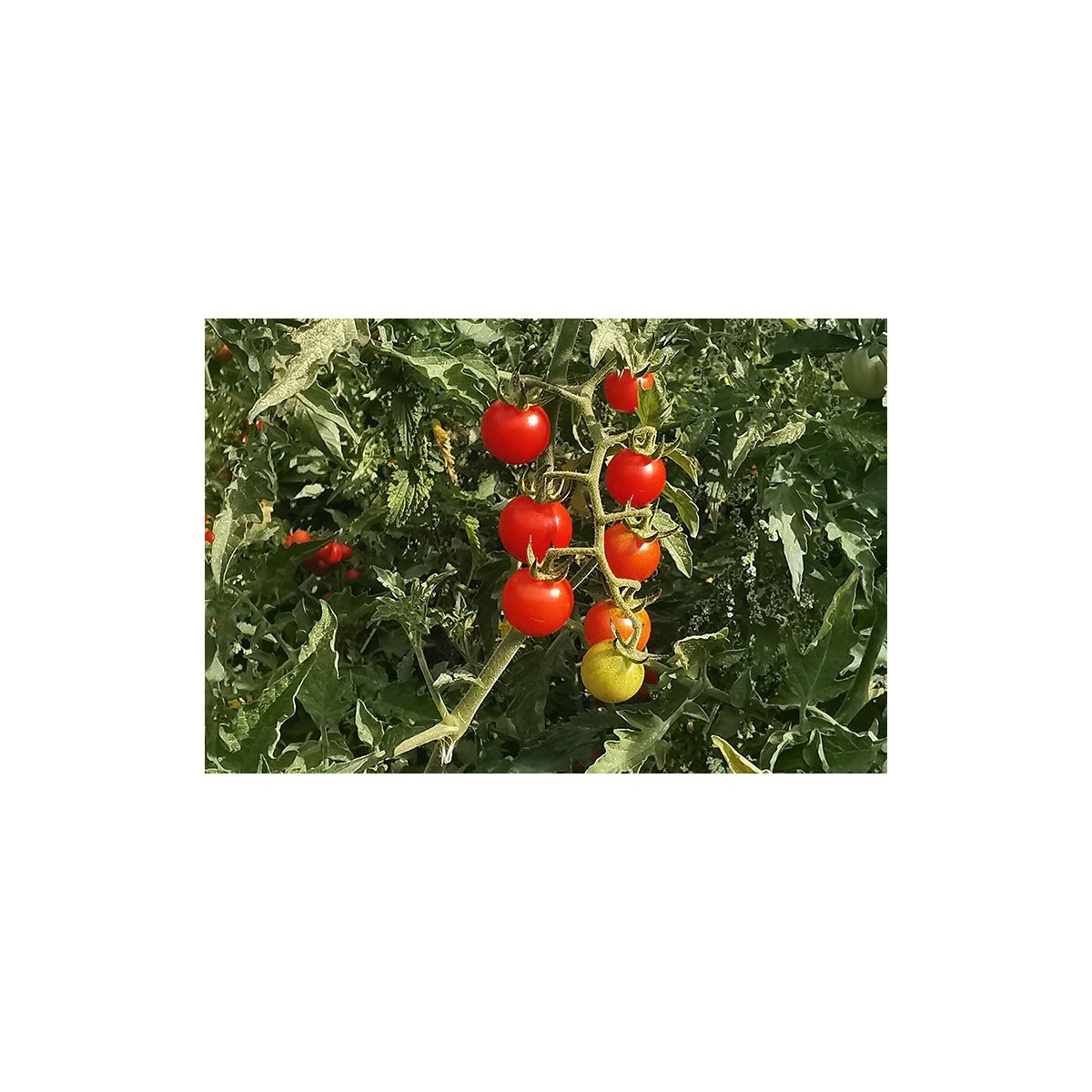 Tomate Cerise Barbaniaka