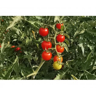 Tomate Cerise Barbaniaka