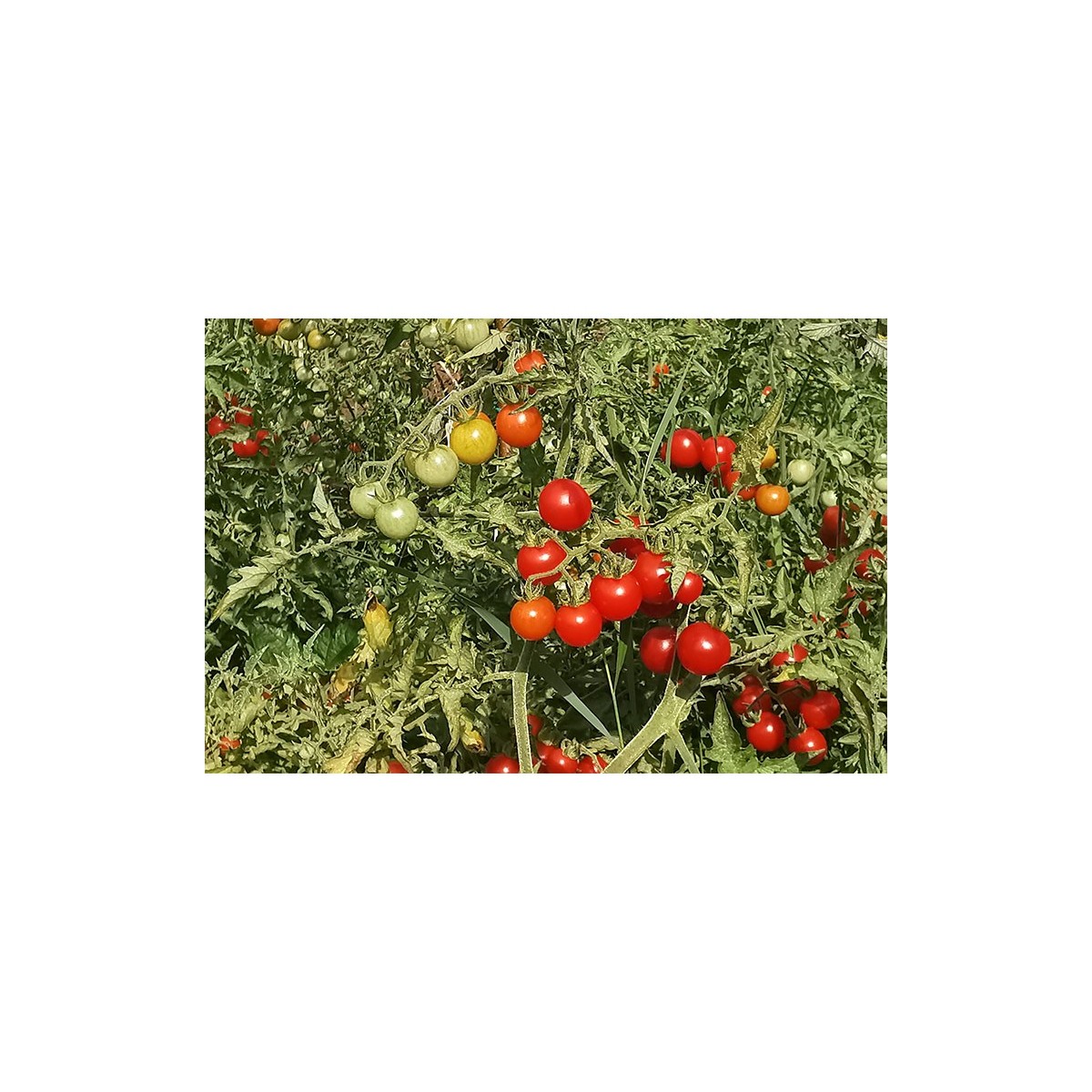 Tomate cerise Barbaniaka semences bio Pascal Poot vente en ligne