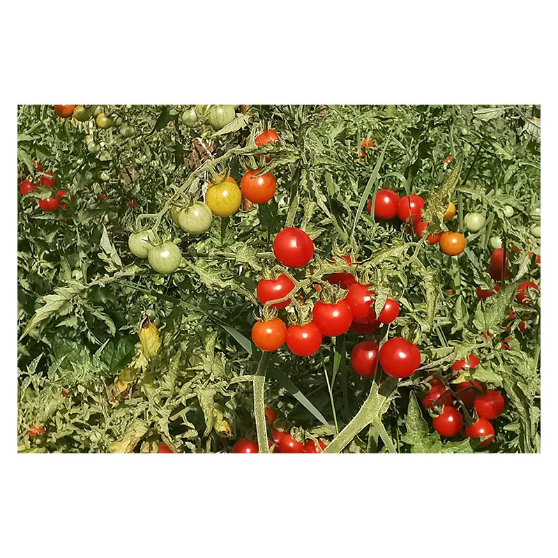 Tomate cerise Barbaniaka semences bio Pascal Poot vente en ligne
