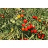Tomate cerise Barbaniaka semences bio Pascal Poot vente en ligne