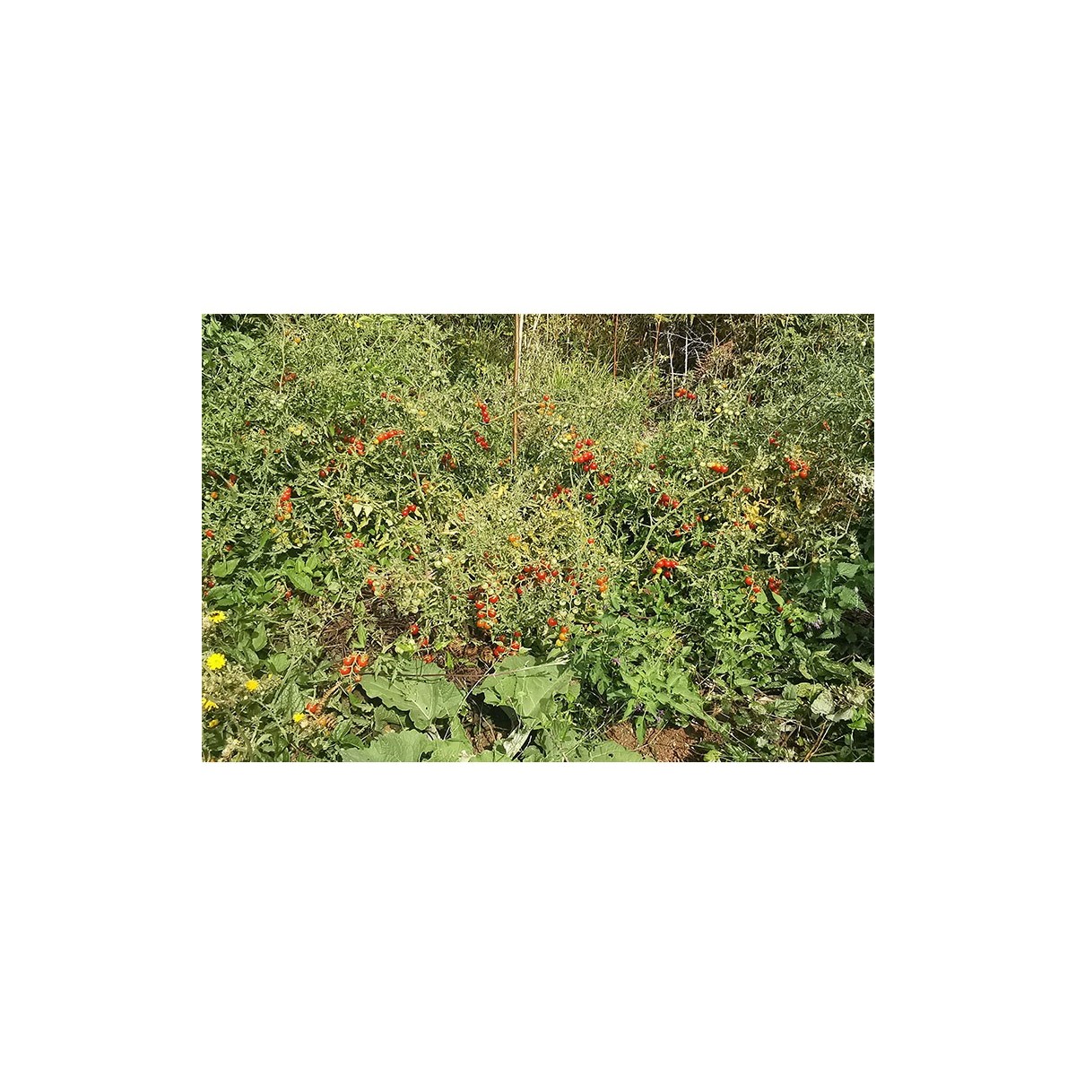 Tomate cerise Barbaniaka semences bio Pascal Poot vente en ligne