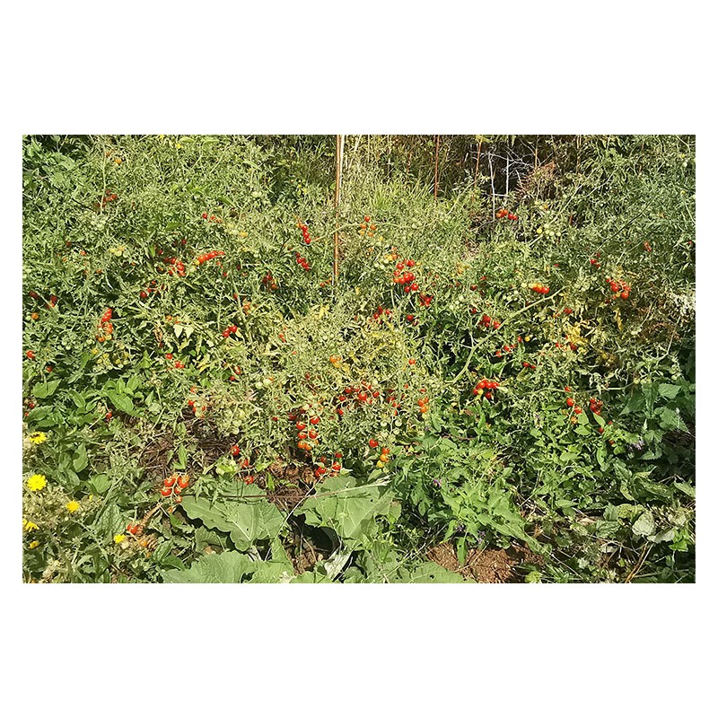 Tomate cerise Barbaniaka semences bio Pascal Poot vente en ligne