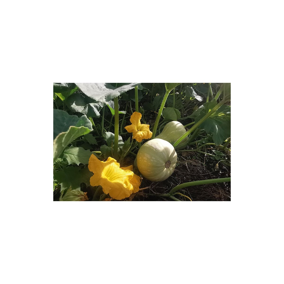 Courge Butternut en cours de culture