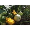 Courge Butternut en cours de culture