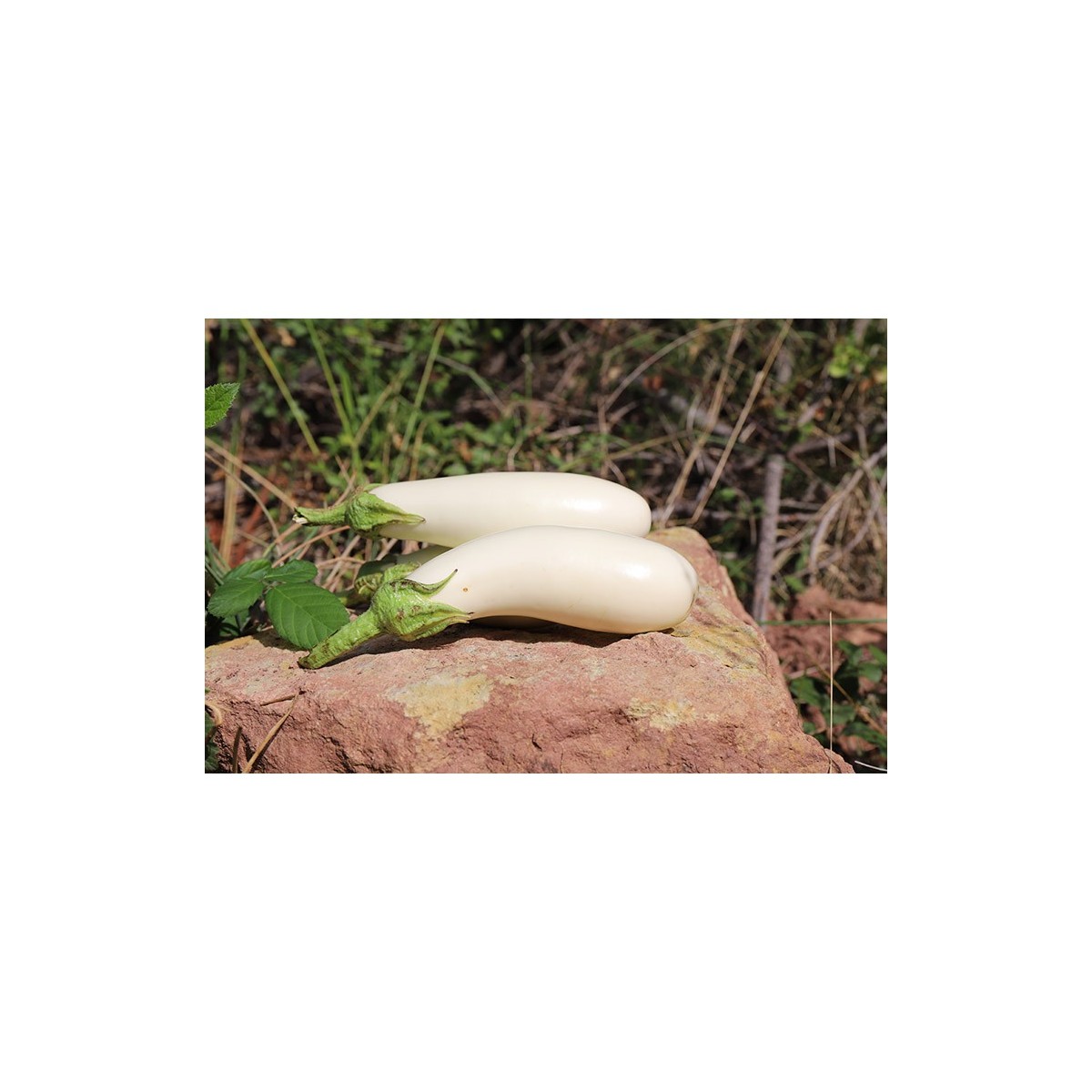 Aubergine Blanche Dourga