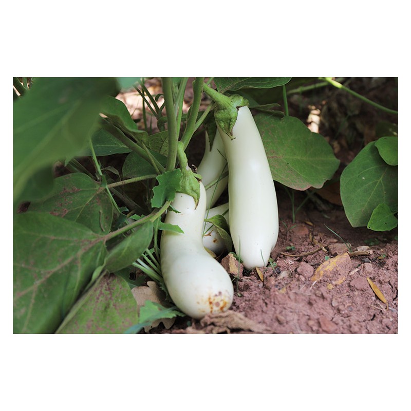 Aubergines Blanche Dourga à chair onctueuse  semences bio Pascal Poot
