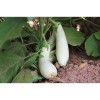 Aubergines Blanche Dourga à chair onctueuse  semences bio Pascal Poot