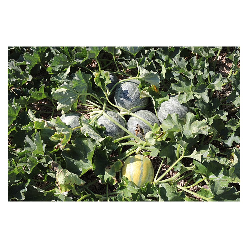 Melon précoce semences bio