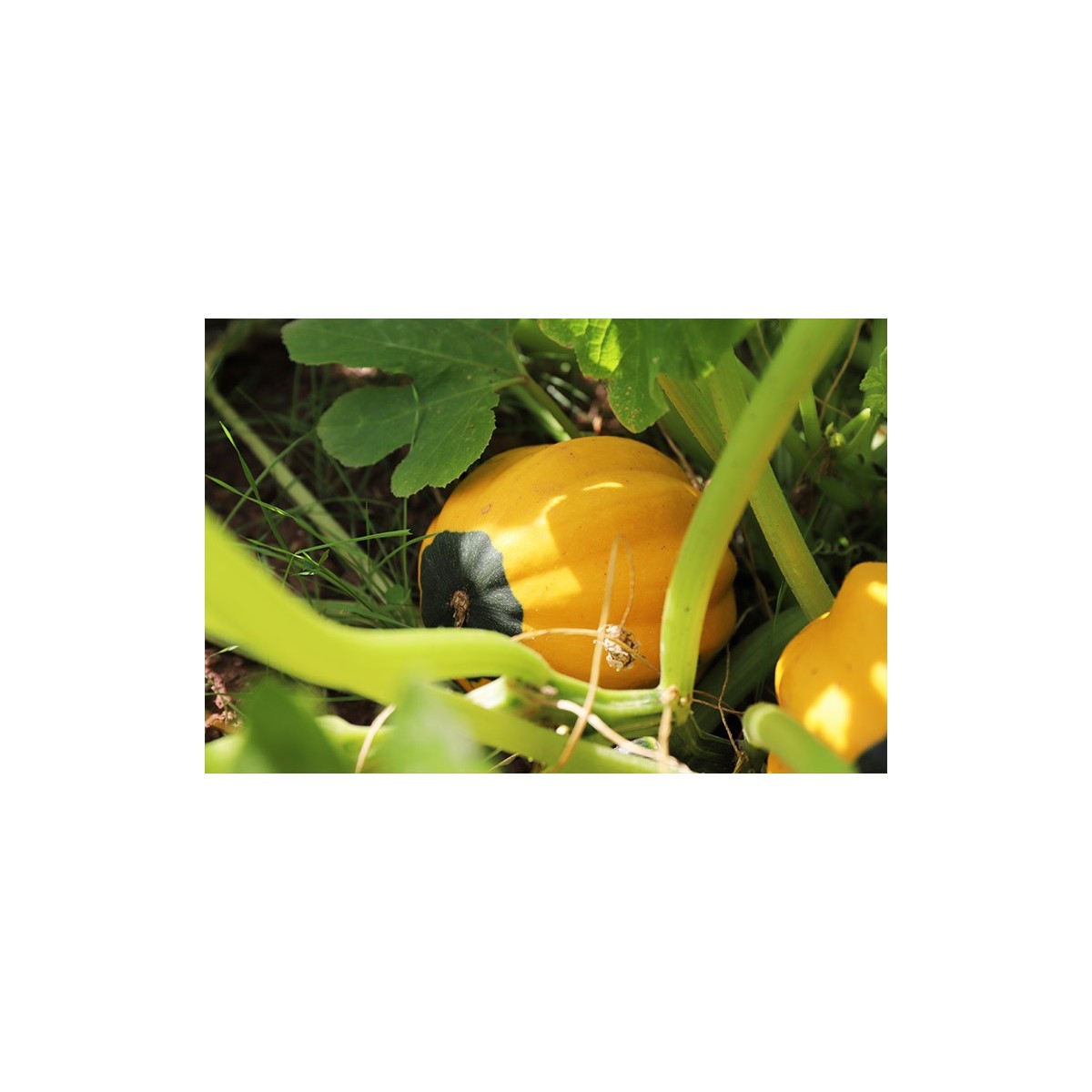 Courge Royal Acorn Jaune graines biologiques