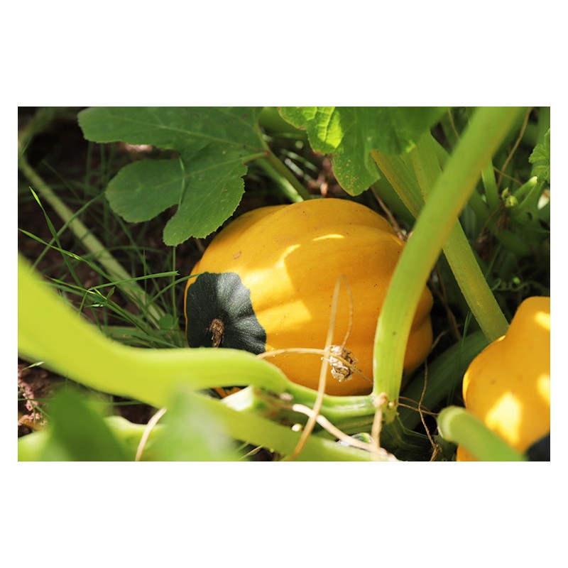 Courge Royal Acorn Jaune graines biologiques