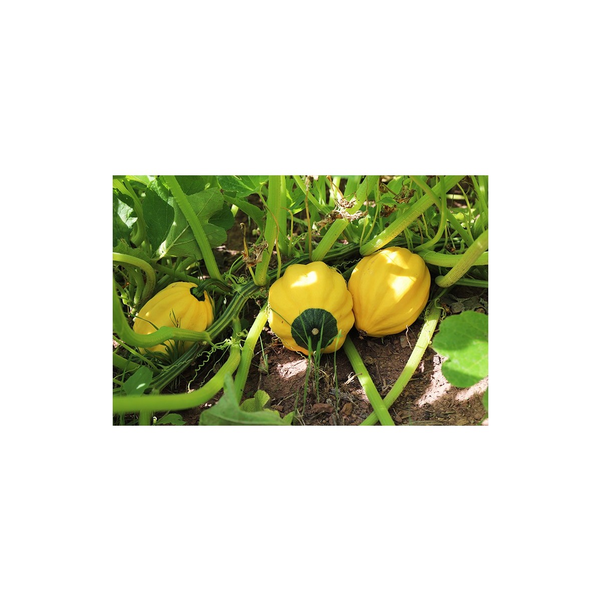Courge Pepo Royal Acorn Jaune