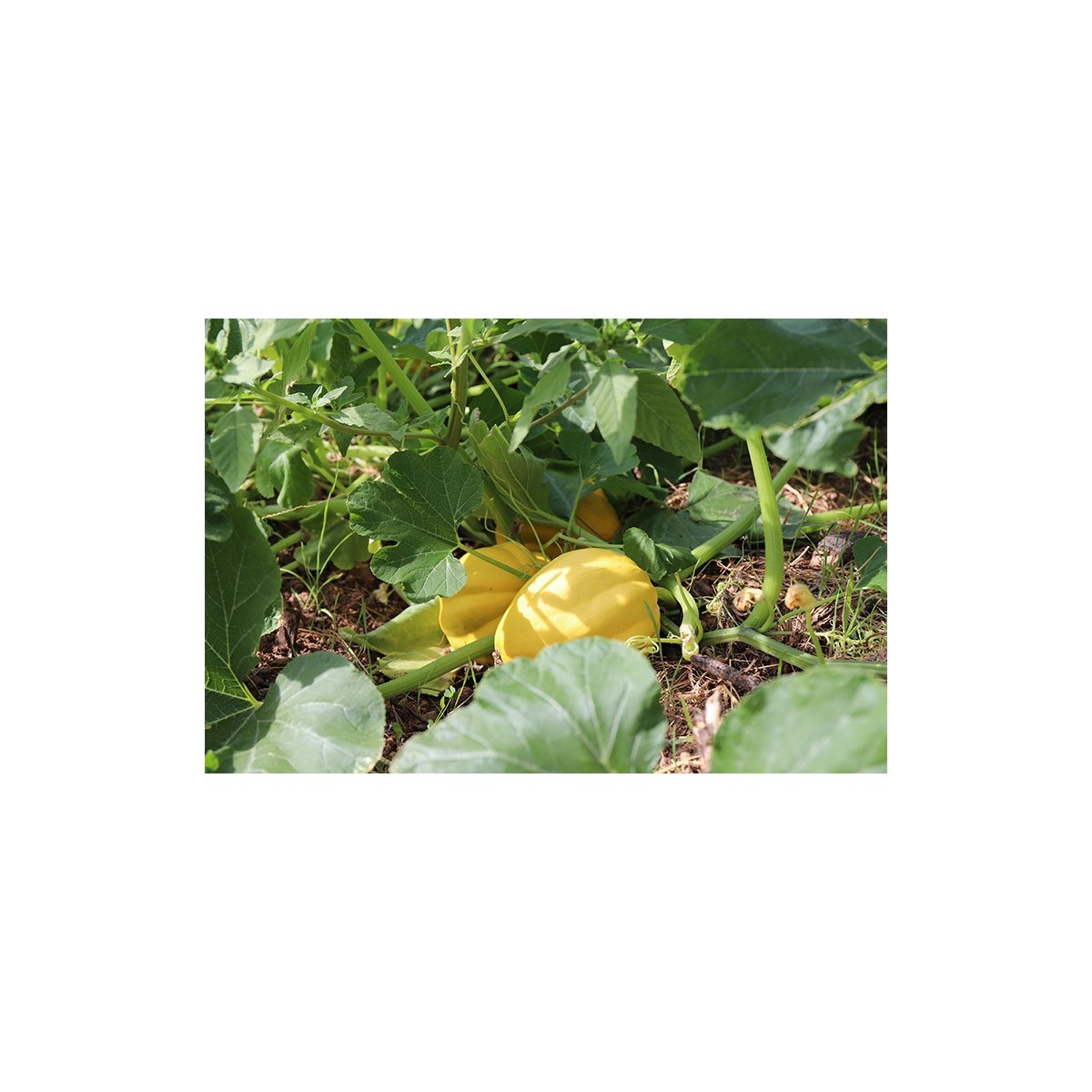 Courge Royal Acorn Jaune graines biologiques