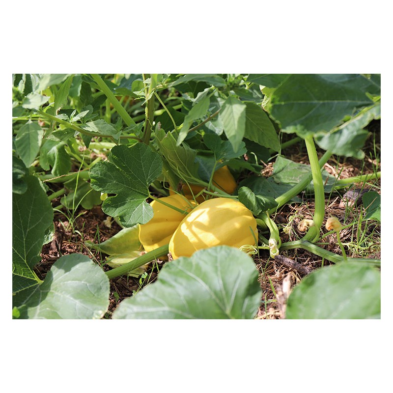 Courge Royal Acorn Jaune graines biologiques