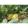 Courge Royal Acorn Jaune graines biologiques