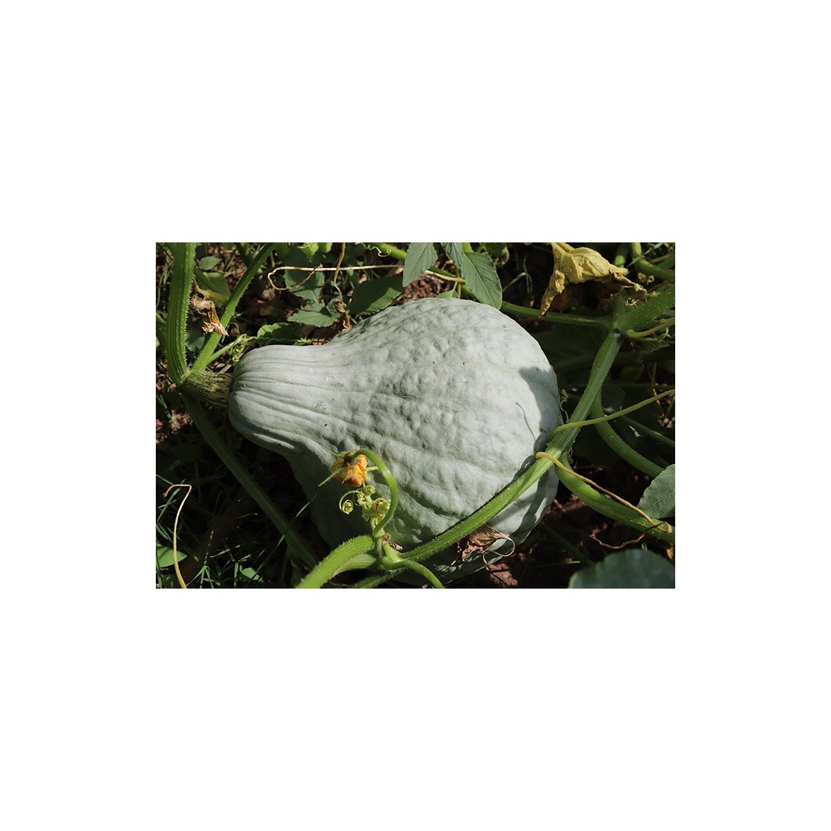 Courge Hubbard Bleu