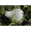 Courge Hubbard Bleu