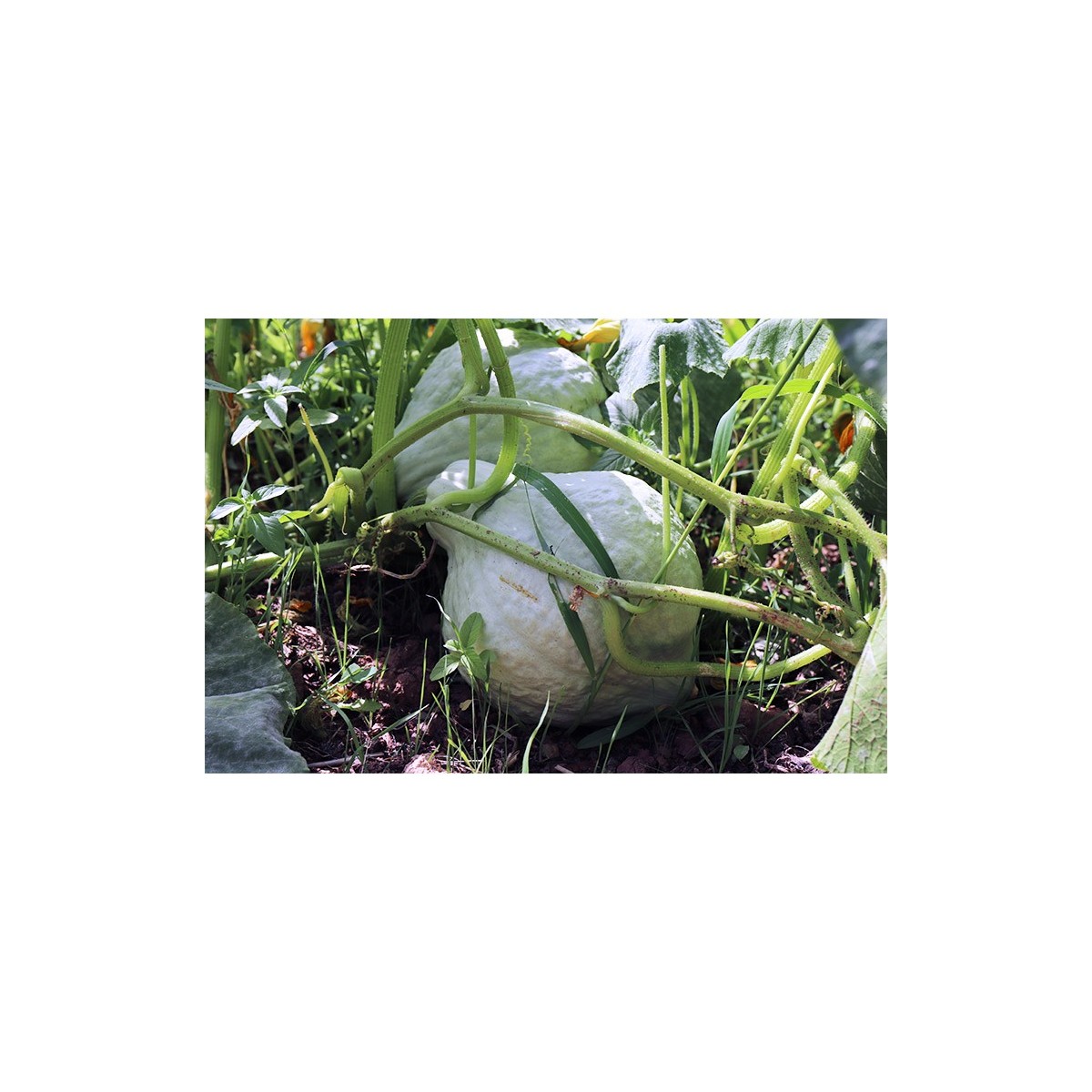 Courge Maxima Hubbard Bleu graines bio reproductibles
