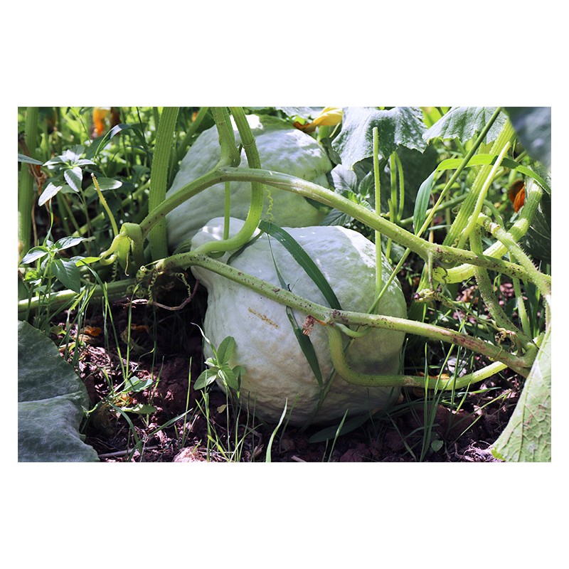 Courge Maxima Hubbard Bleu graines bio reproductibles