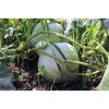 Courge Maxima Hubbard Bleu graines bio reproductibles