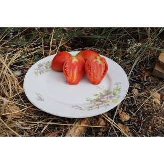Tomate Pis de Chèvre