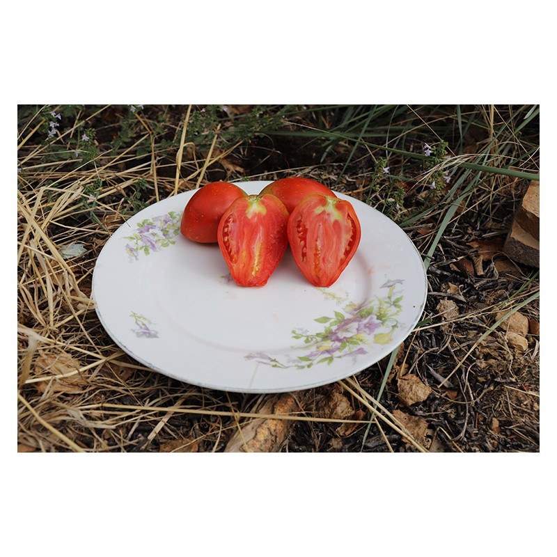 Tomate Pis de Chèvre
