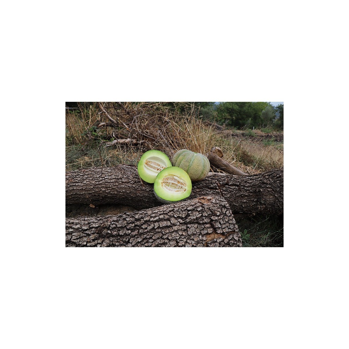 Melon bio variété ancienne reproductible résistant à la sécheresse