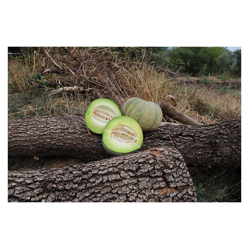 Melon bio variété ancienne reproductible résistant à la sécheresse