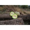 Melon bio variété ancienne reproductible résistant à la sécheresse