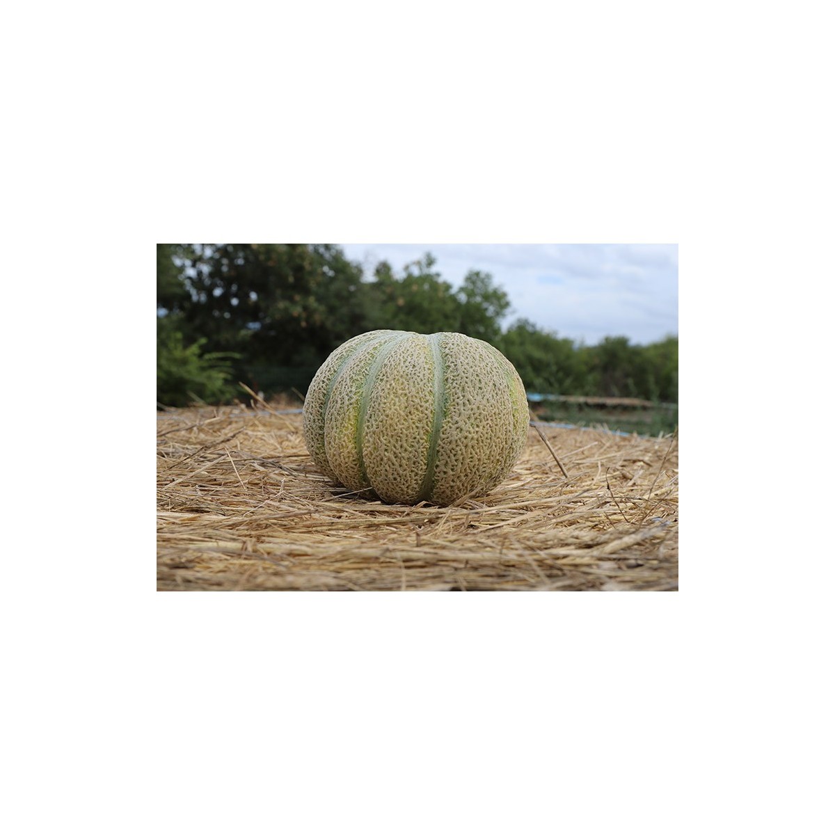 Melon bio variété ancienne reproductible résistant à la sécheresse