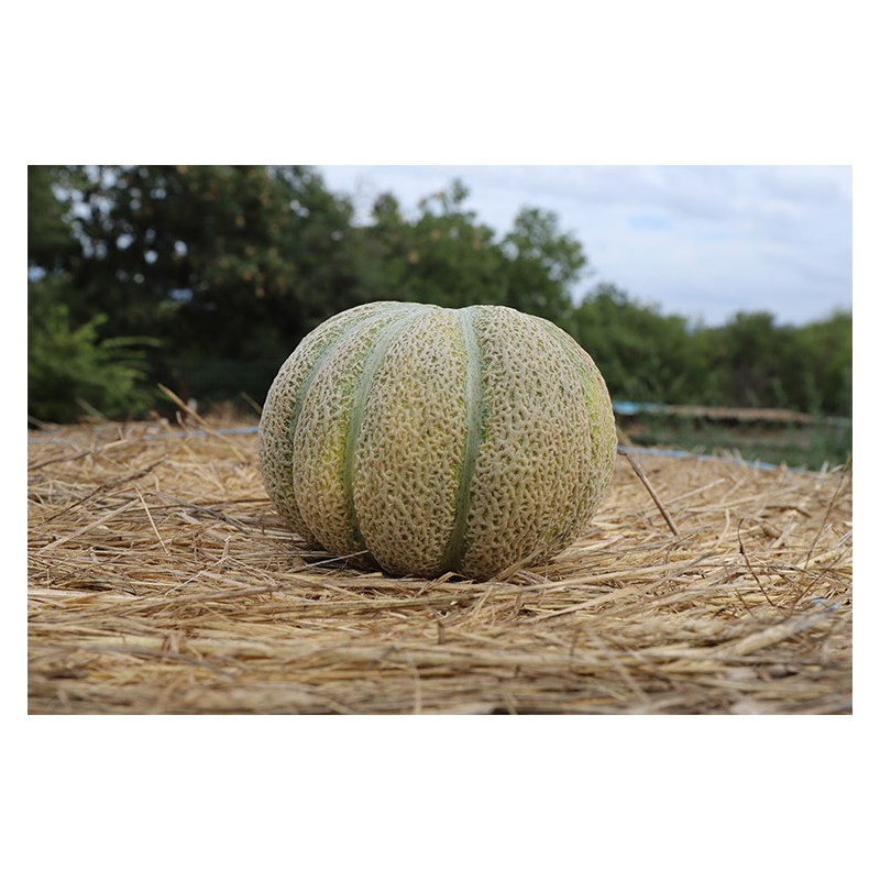 Melon bio variété ancienne reproductible résistant à la sécheresse