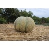 Melon bio variété ancienne reproductible résistant à la sécheresse